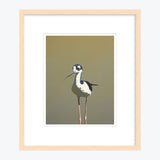 11 x 14 Limited Edition Art Print - Aquatic Twerking For Seniors