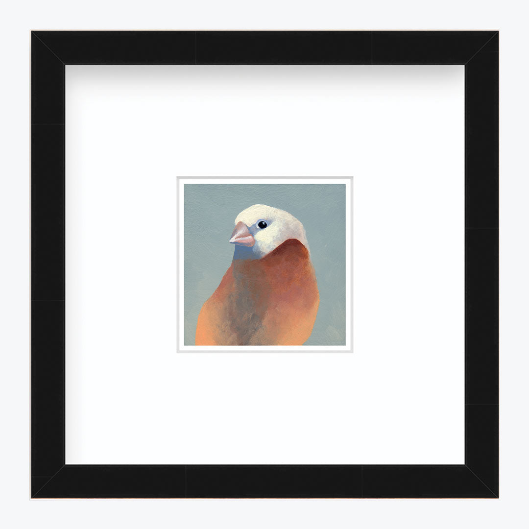 5 x 5 Art Print - Finch 27