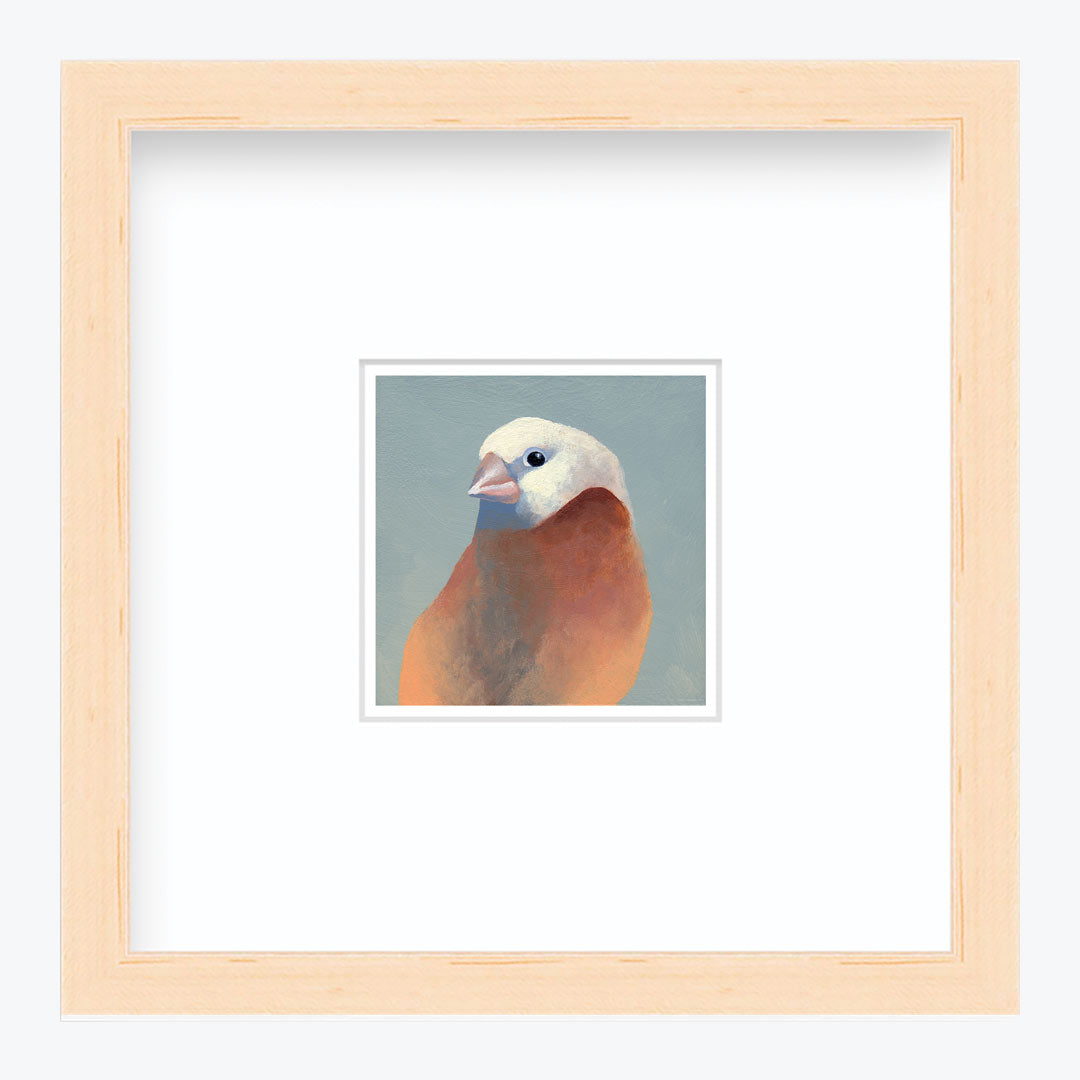 5 x 5 Art Print - Finch 27