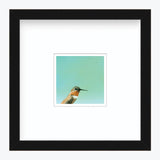 5 x 5 Art Print - Hummingbird Number 30