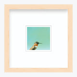5 x 5 Art Print - Hummingbird Number 30