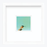 5 x 5 Art Print - Hummingbird Number 30