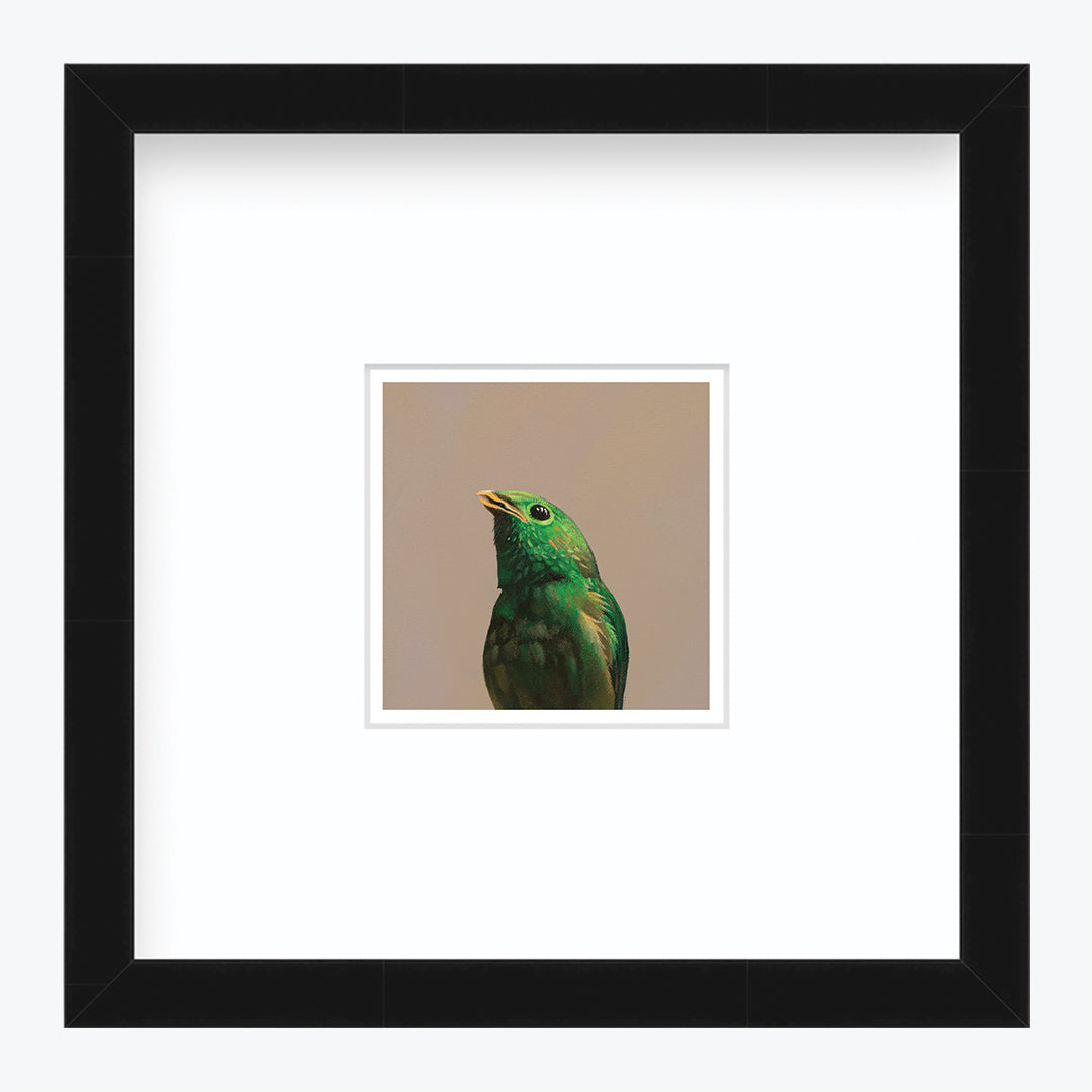 5 x 5 Art Print - Green Broadbill