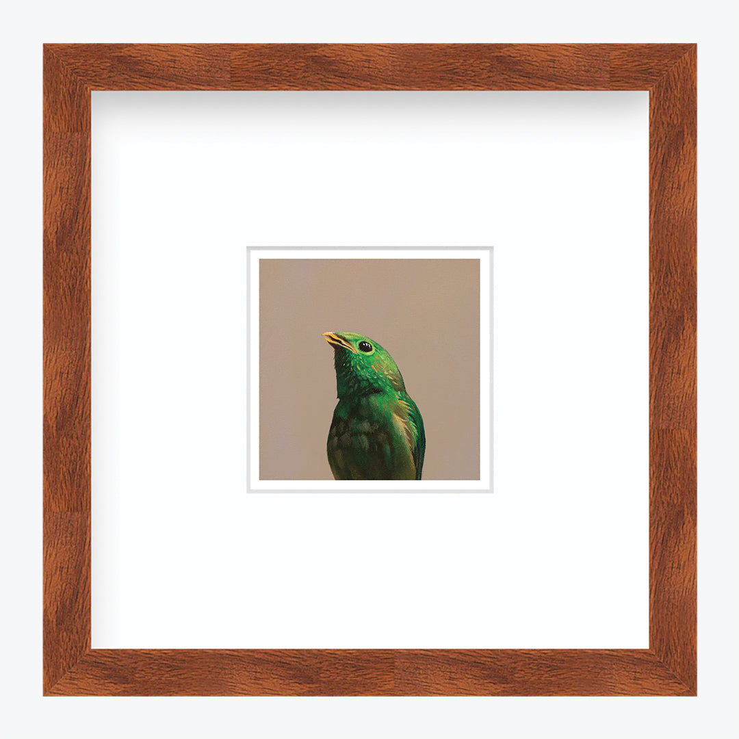 5 x 5 Art Print - Green Broadbill