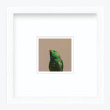 5 x 5 Art Print - Green Broadbill