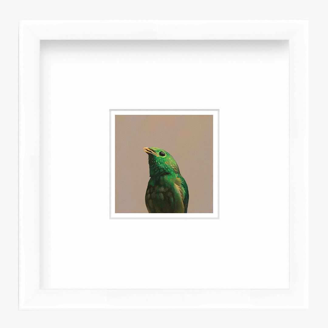 5 x 5 Art Print - Green Broadbill