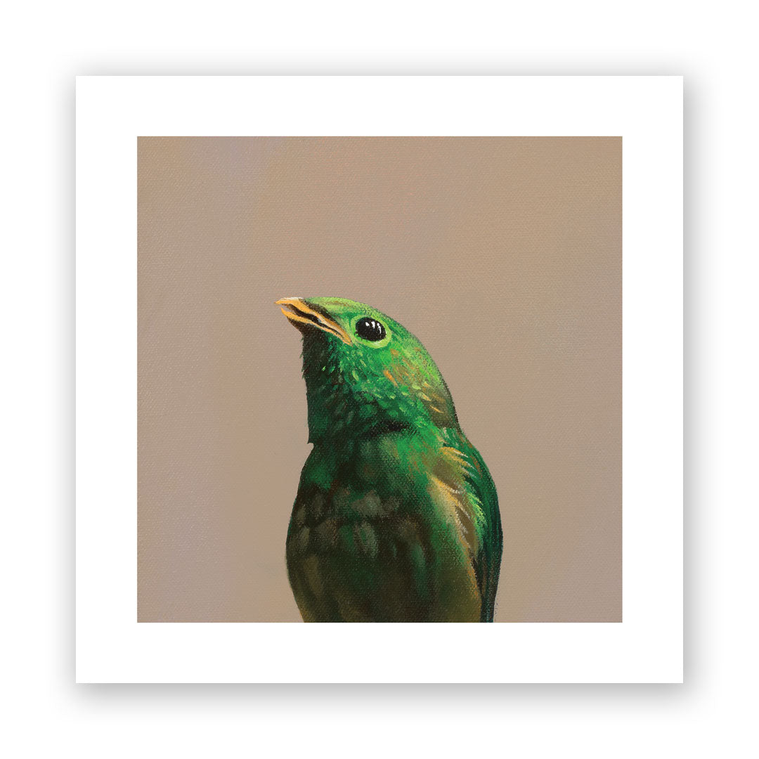 5 x 5 Art Print - Green Broadbill
