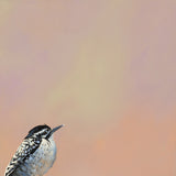 My AI Girlfriend Recently Informed Me That I Appear “Neither Sticky Nor Greasy,” And I Feel Like I’m Walking On Air