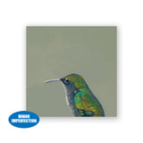 Sale - 4 x 4 Female Violet Sabrewing Hummingbird Wings on Wood Decor