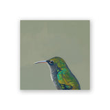 4 x 4 Female Violet Sabrewing Hummingbird Wings on Wood Decor