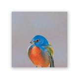 Sale - 6 x 6 Painted Bunting Wings on Wood Decor