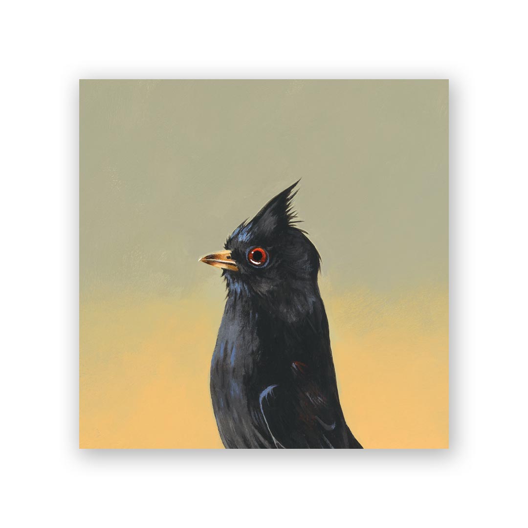 6 x 6 Phainopepla Wings on Wood Decor