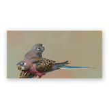 12 x 6 Bourke's Parrots Wings on Wood Decor