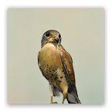Matt Adrian Fine Art 2026 Wall Calendar