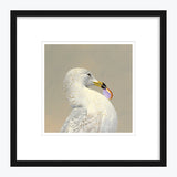 12 x 12 Limited Edition Art Print - I Hail From The Great Commonwealth Of  Massachusetts...
