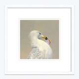 12 x 12 Limited Edition Art Print - I Hail From The Great Commonwealth Of  Massachusetts...