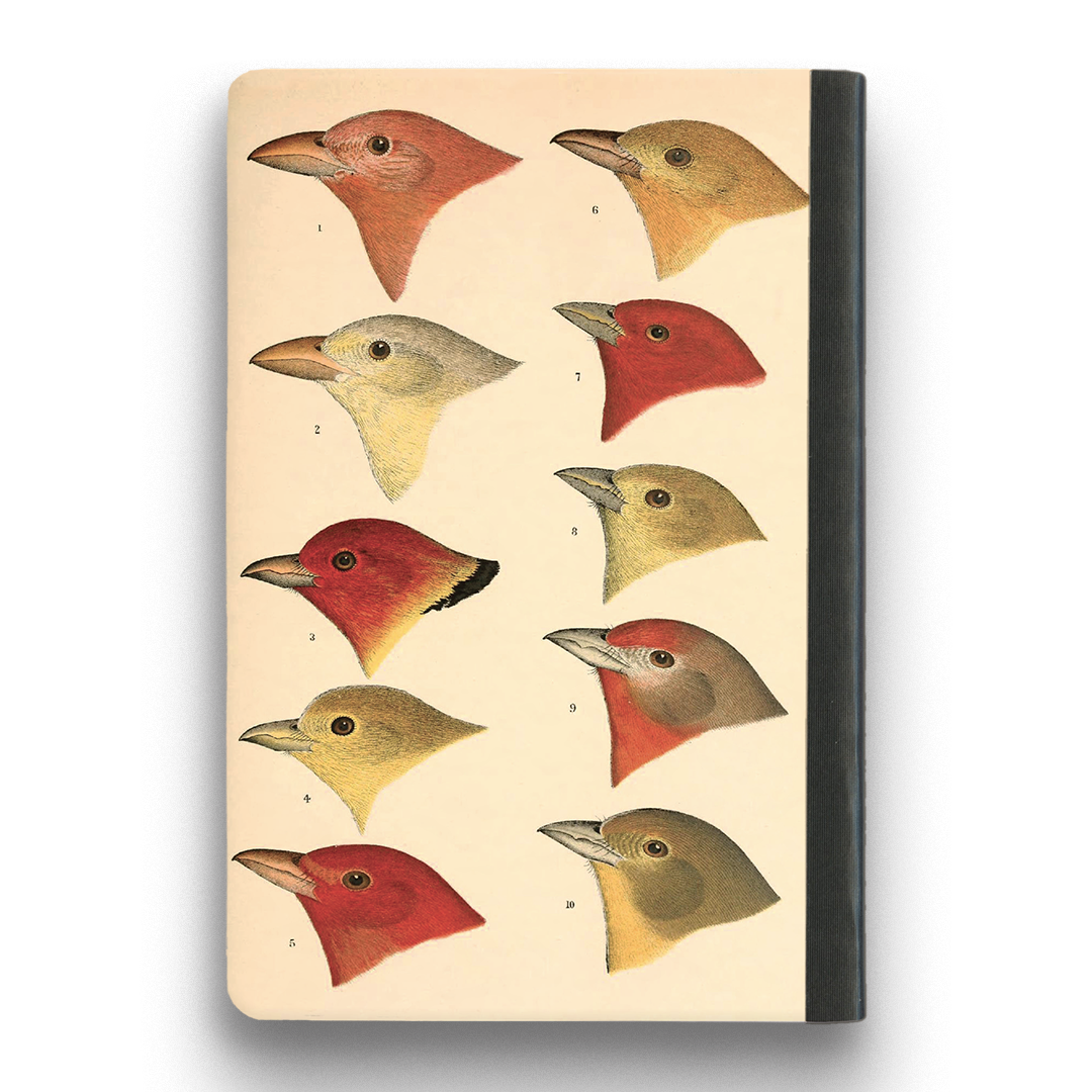 Bird Notebook - Medium – The Mincing Mockingbird & The Frantic Meerkat