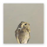 10 x 10 Screech Owl Wings on Wood Decor